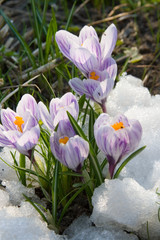 Fototapeta na wymiar Kwiaty fioletowe krokusy w śniegu