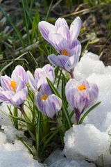 Fototapete Krokusse Flowers purple crocus in the snow