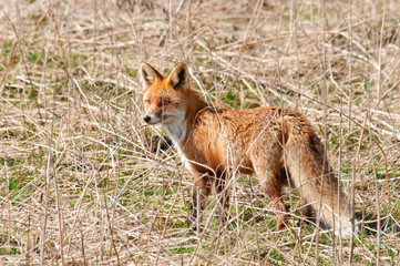 Red Fox Vulpes vulpes is standing in abandoned meadow