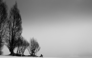 Trees Silhouetted Against a Grey Sky