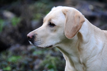 headshot of beautiful labrador
