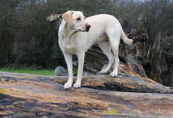 cute labrador