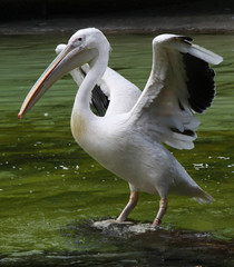 White pelican
