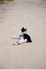竹富島の猫