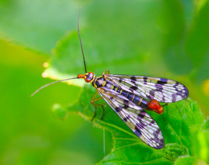 Scorpionfly dangerous vehicle of infection.