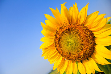 Naklejka premium Beautiful sunflower isolated naturally on blue sky.