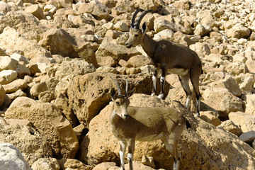 Mountains chamois among rocks