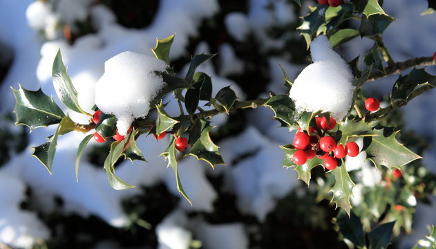 houx sous la neige de no&euml;l
