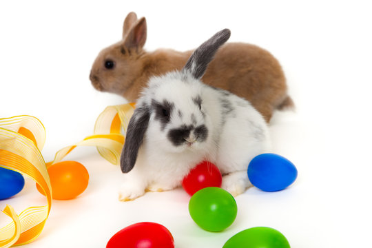 Hasenbilder Bilder – Durchsuchen 7,786 Archivfotos, Vektorgrafiken und