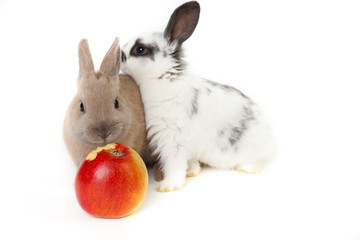 apfel teilen kaninchen