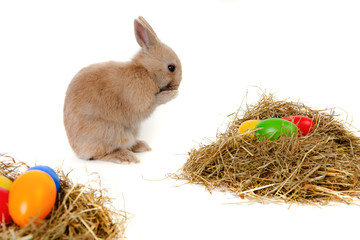 osterhase putzt sich