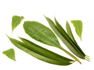 Fototapeta premium Leaves