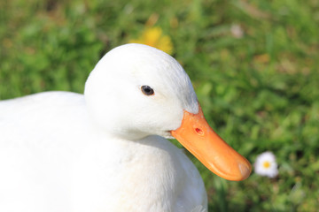 white duck