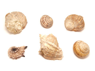 Bowls of mollusks
