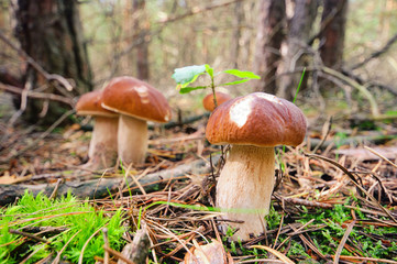 Steinpilz - cep 53