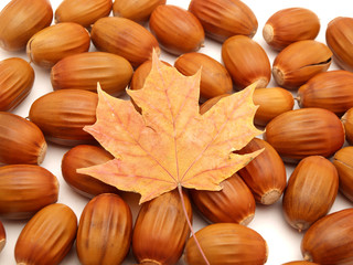 Acorns and leaves