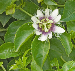 Flower of passiflora