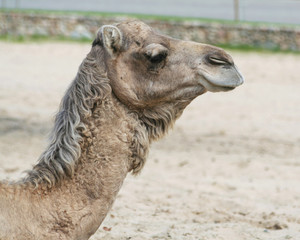 the portrait of camel
