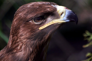 the portrait of Golden eagle - obrazy, fototapety, plakaty