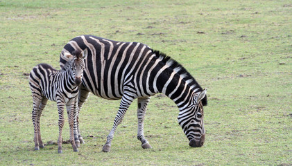 Fototapeta na wymiar Zebras