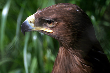the portrait of Golden eagle