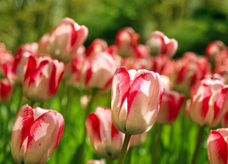 Tulips