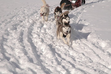 huskys sibériens