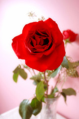 Beautiful Red Rose In Vase