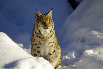 Der Luchs im Winterpelz