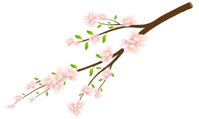 Цветущяя ветка яблони