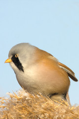 Bearded Tit, male - Reedling (Panurus biarmicus)