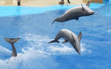 Rideaux tamisants Dauphins dauphins sauteurs