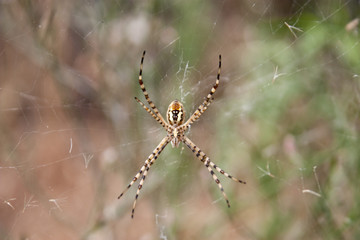 aranha