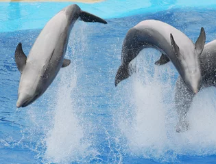 Poster Im Rahmen springende Delfine © anilah