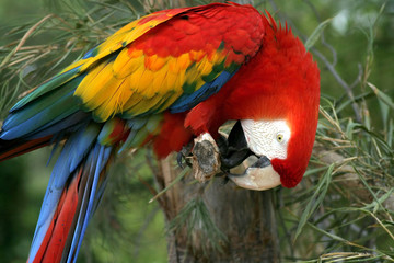 Parrot © anilah