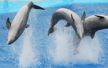 Fototapeta premium juming dolphins