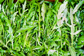 Organic rucola
