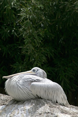 white pelican - obrazy, fototapety, plakaty