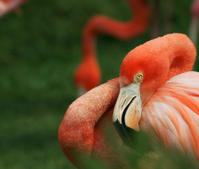 flamingo © anilah