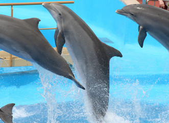 juming dolphins