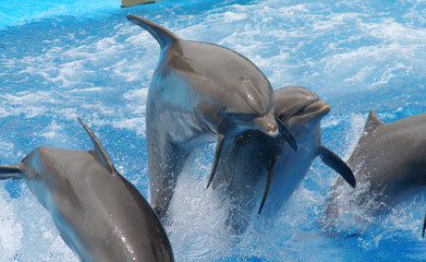 juming dolphins - obrazy, fototapety, plakaty