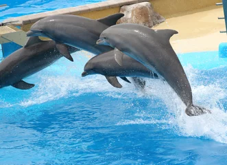 Foto op Plexiglas springende dolfijnen © anilah