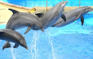 Sierkussen springende dolfijnen © anilah