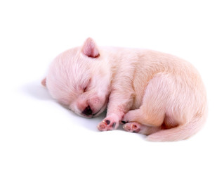 sleeping chihuahua puppy on white background