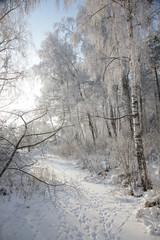 winter birch tree landscape