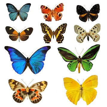 planche de papillons