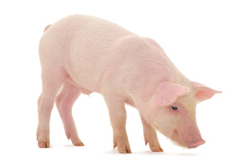 Pig on white