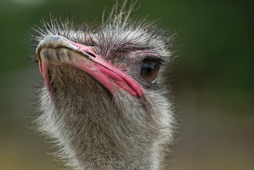 Porträt Afrikanischer Strauß (Struthio camelus) © dina