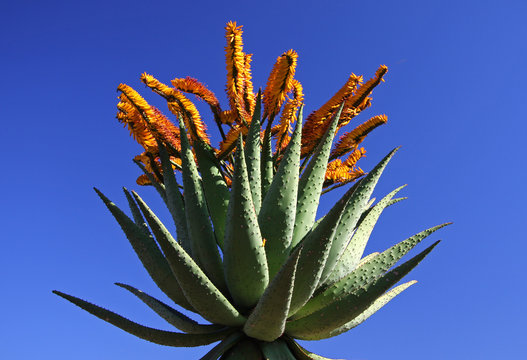 Bl&uuml;hende Agave vor blauem Himmel in S&uuml;dafrika
