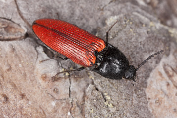 Red click beetle sitting on log, macro photo